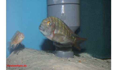 Tropheus moorii chaitika